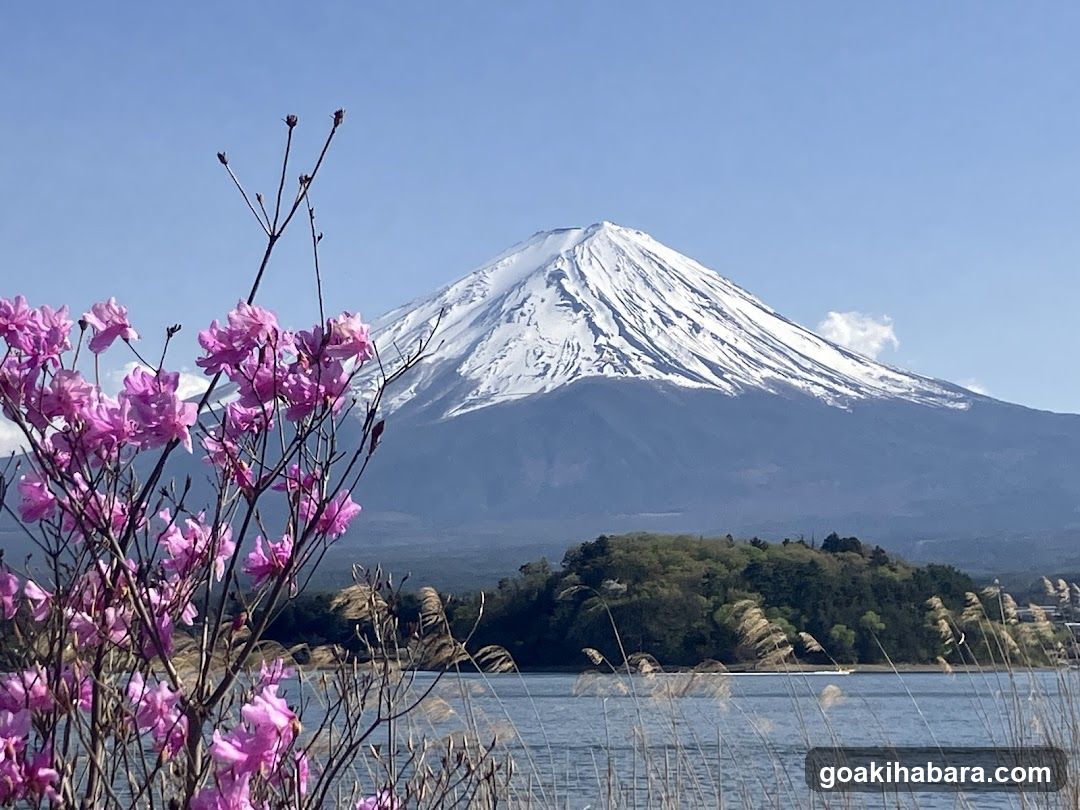 Amigo Tours Tokyo