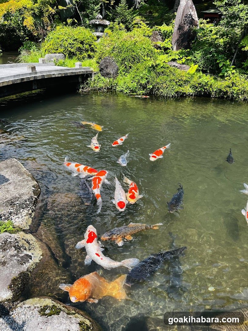 Amigo Tours Tokyo
