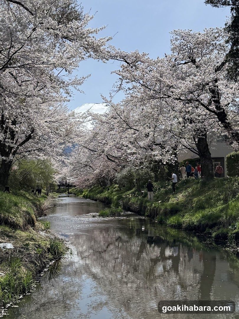 Amigo Tours Tokyo