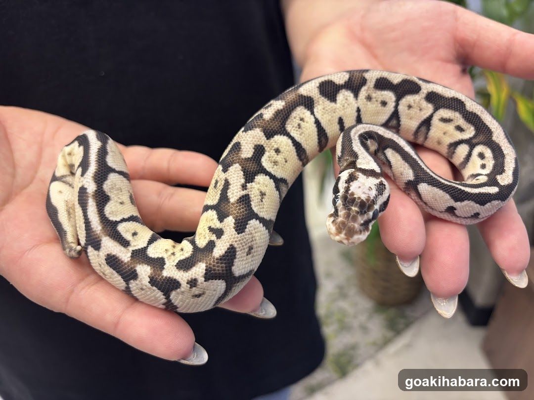REPTILES TOKYO 秋葉原本店