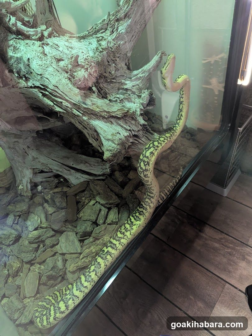 REPTILES TOKYO 秋葉原本店