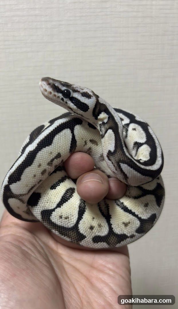 REPTILES TOKYO 秋葉原本店