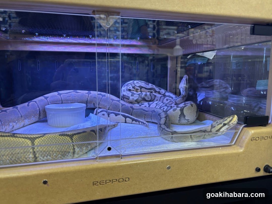 REPTILES TOKYO 秋葉原本店