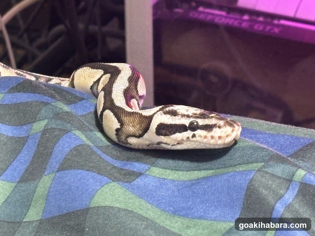 REPTILES TOKYO 秋葉原本店