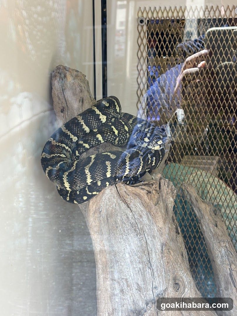 REPTILES TOKYO 秋葉原本店