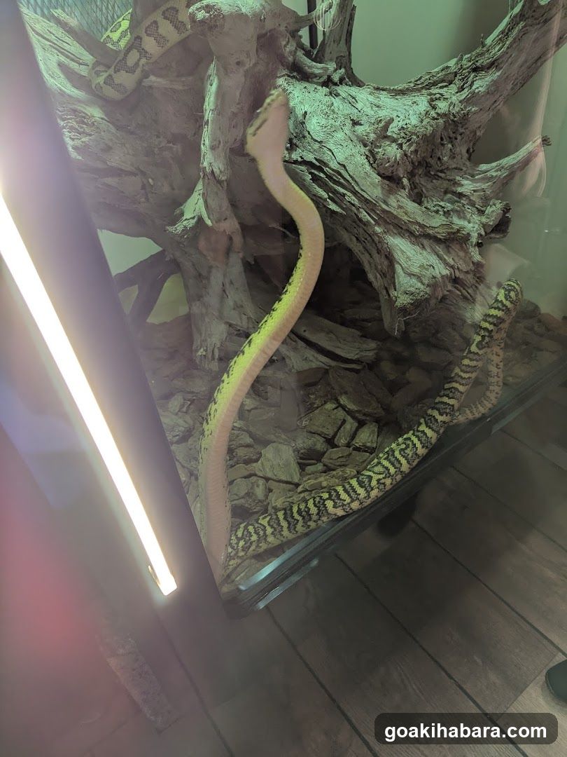 REPTILES TOKYO 秋葉原本店