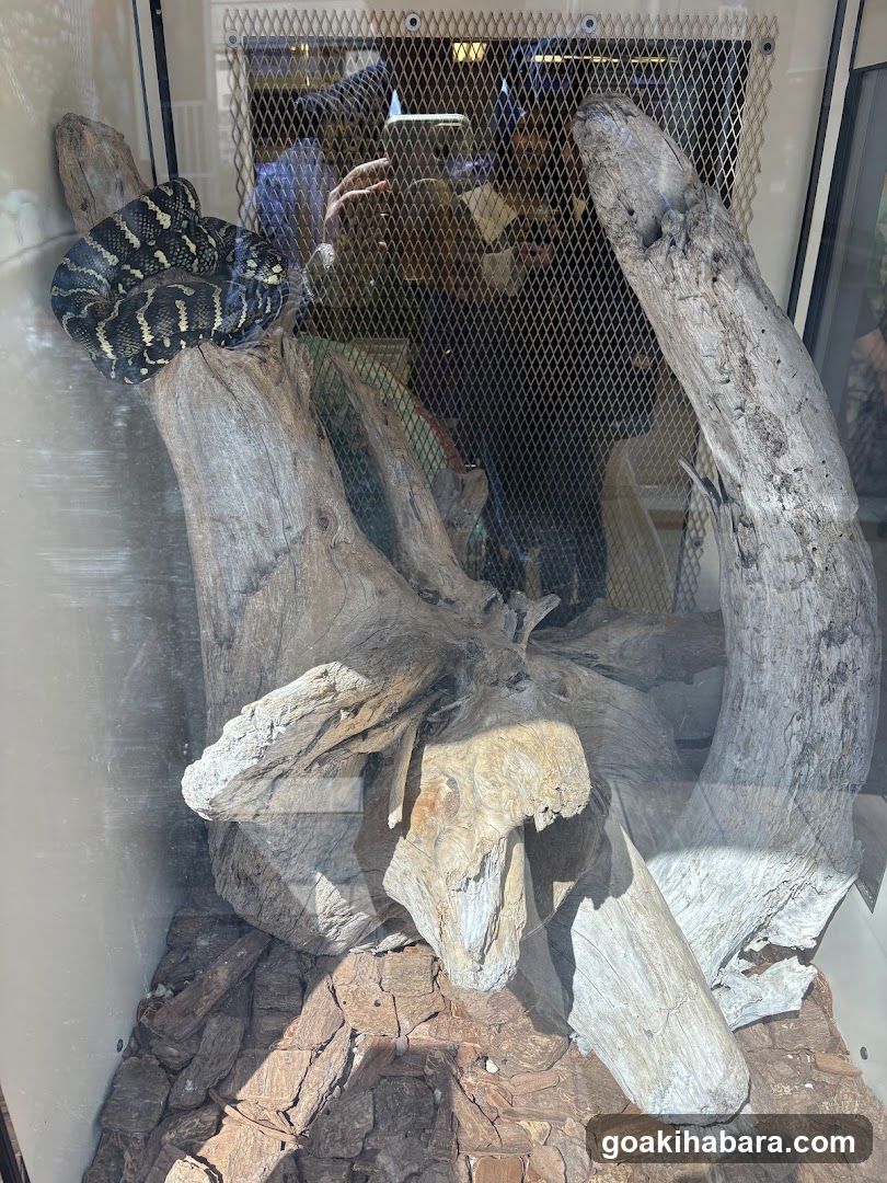 REPTILES TOKYO 秋葉原本店