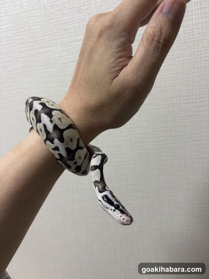 REPTILES TOKYO 秋葉原本店