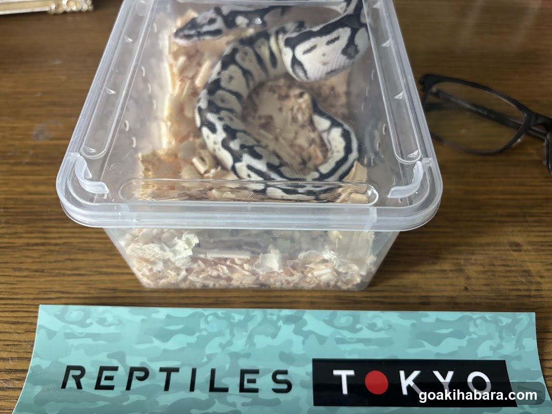 REPTILES TOKYO 秋葉原本店