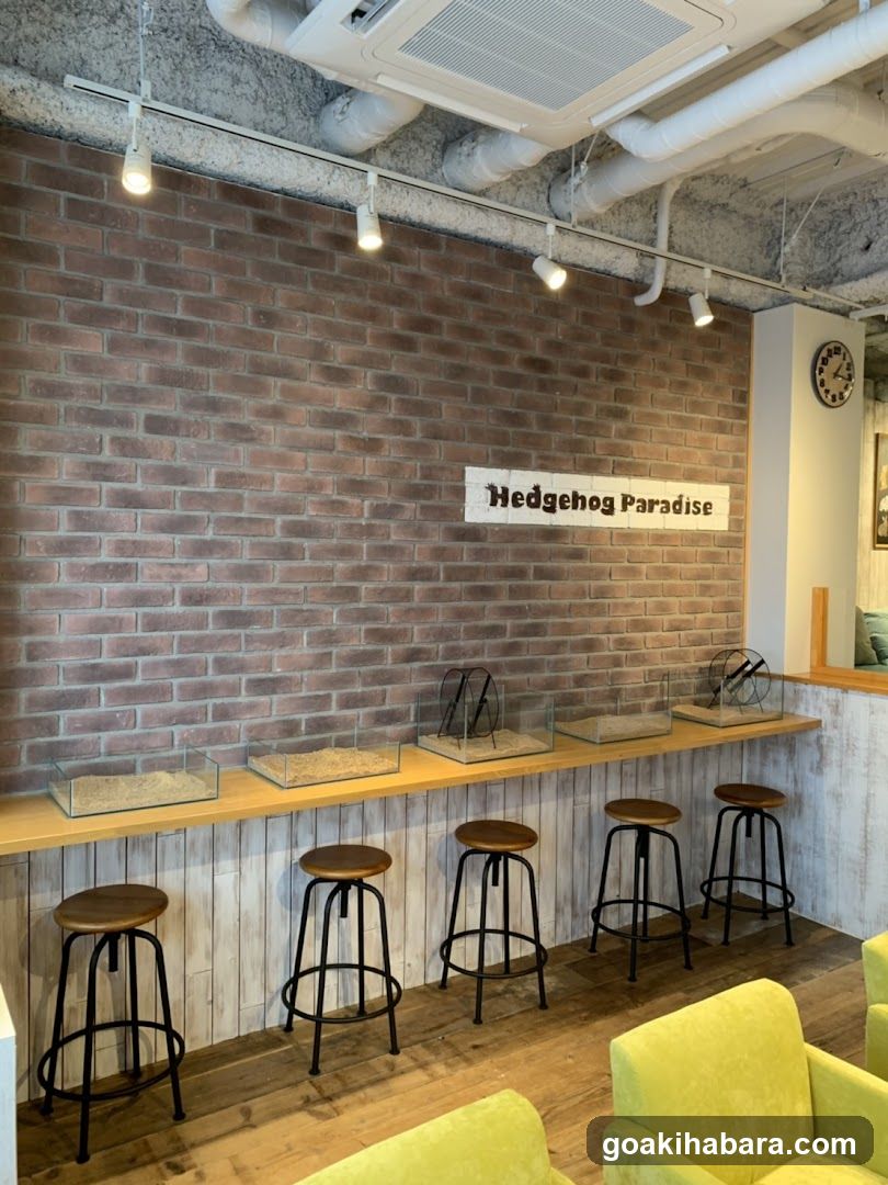 Ku Coo & RIKU Akihabaraten