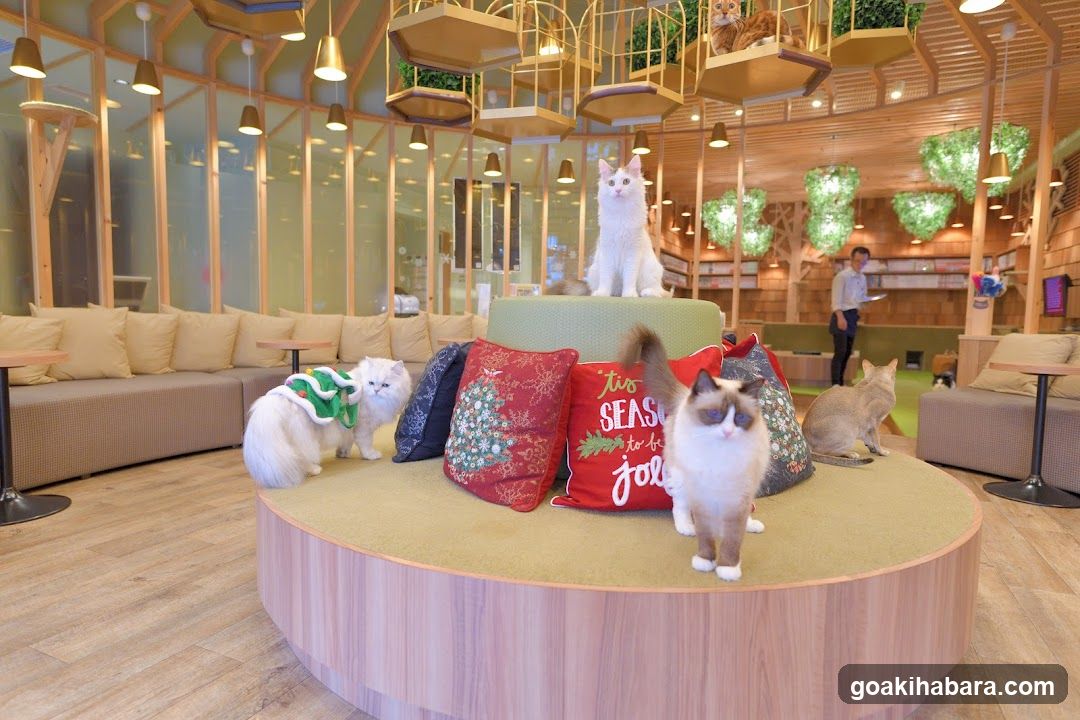 Cat Cafe MOCHA Akihabara