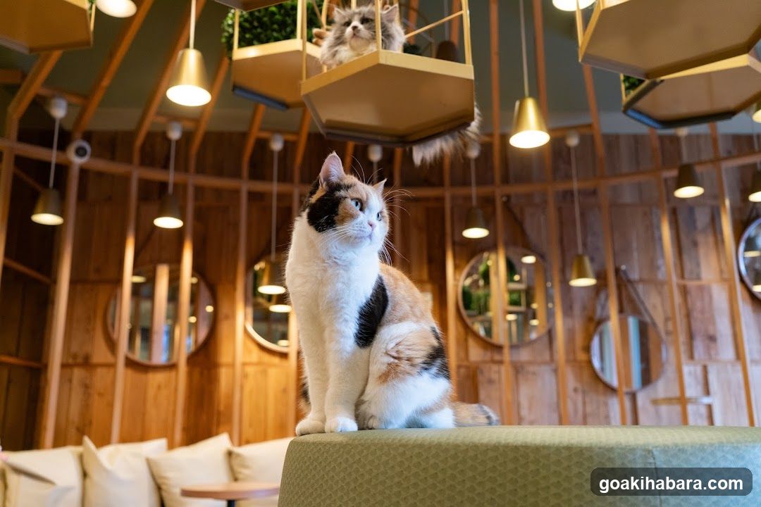 Cat Cafe MOCHA Akihabara