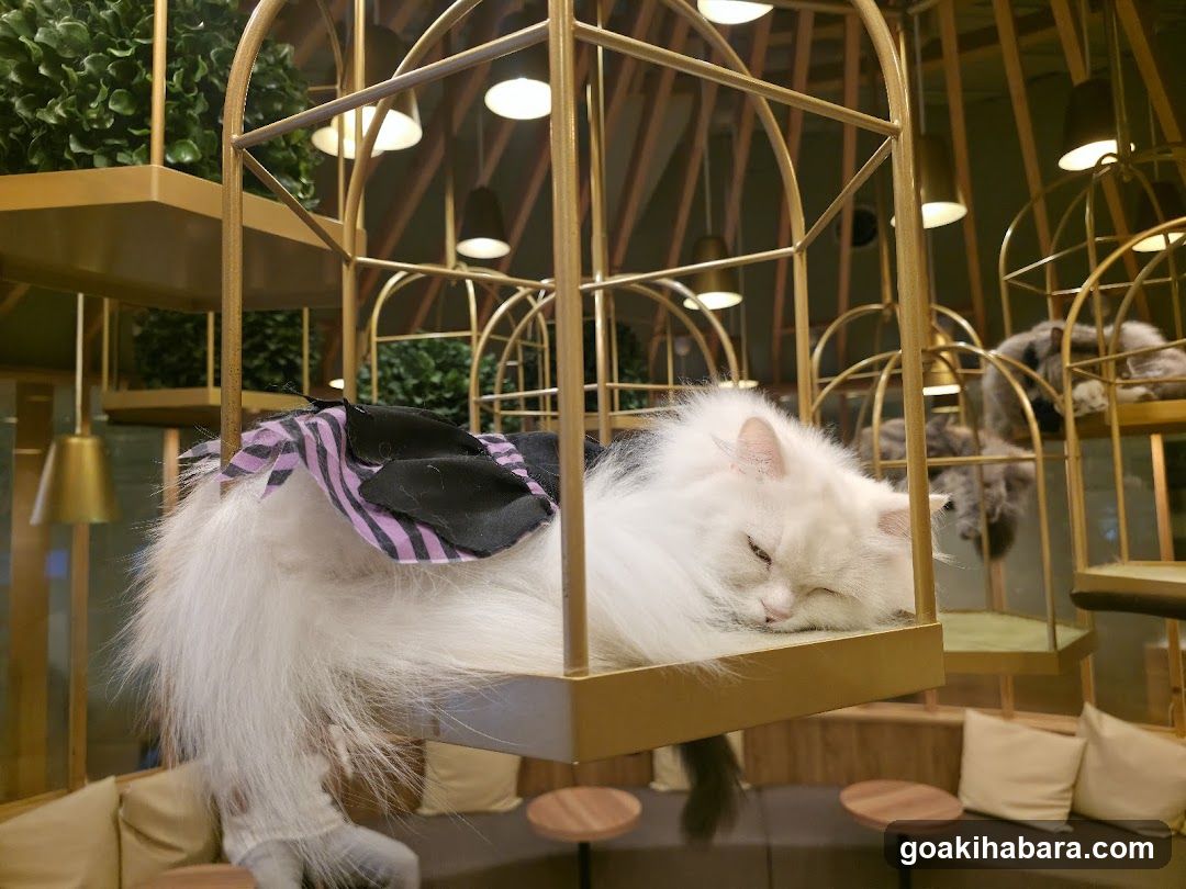 Cat Cafe MOCHA Akihabara