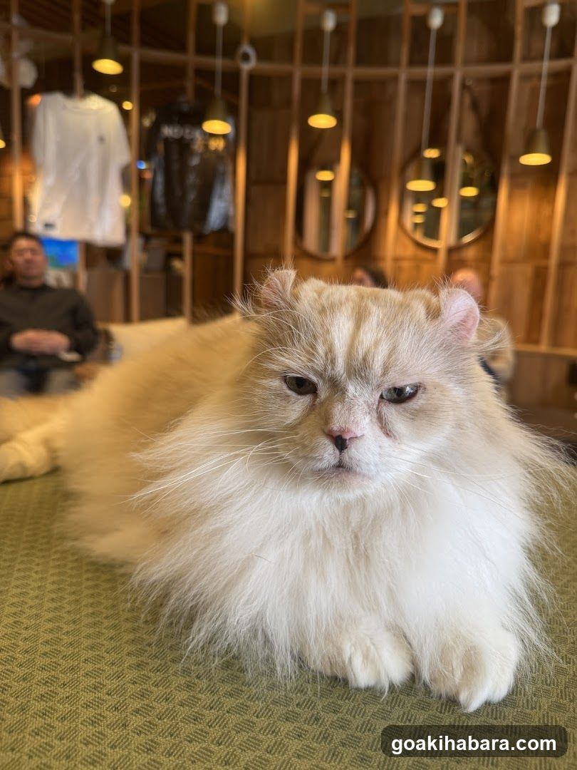 Cat Cafe MOCHA Akihabara