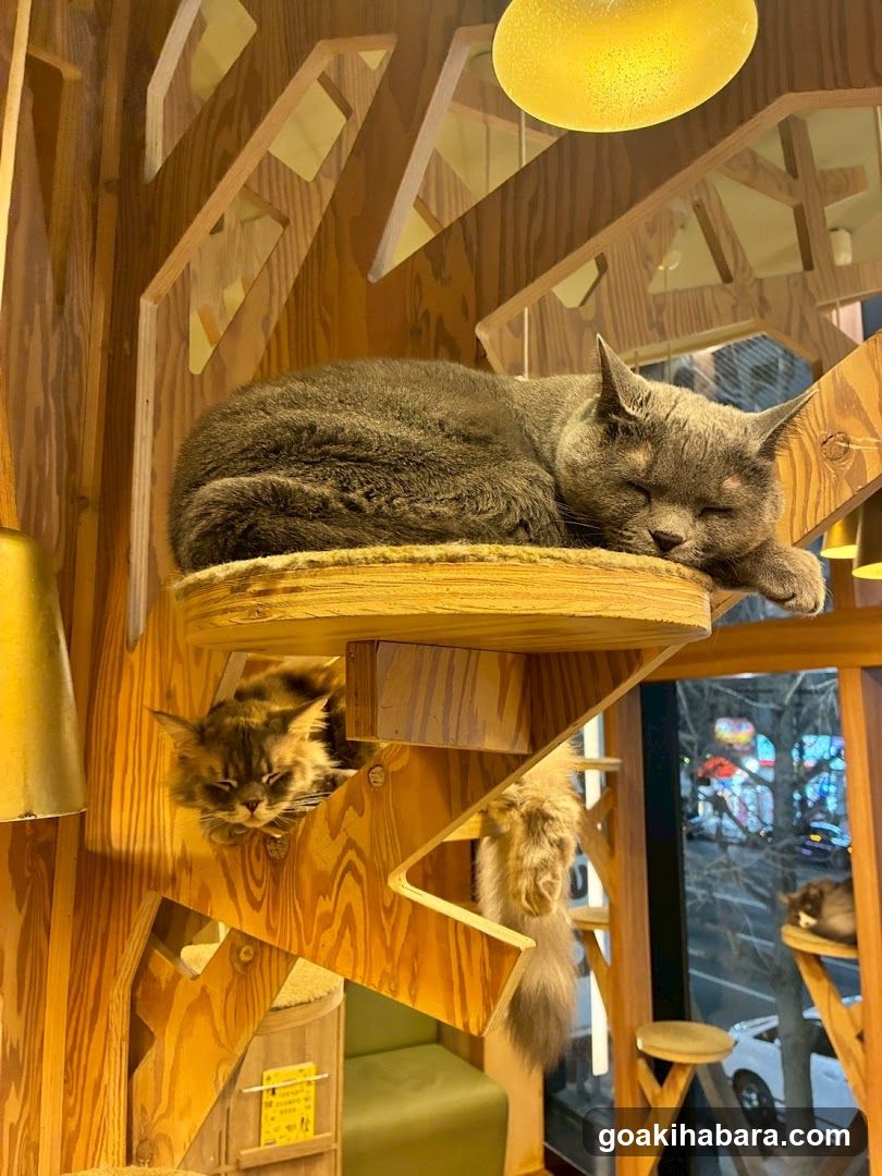 Cat Cafe MOCHA Akihabara