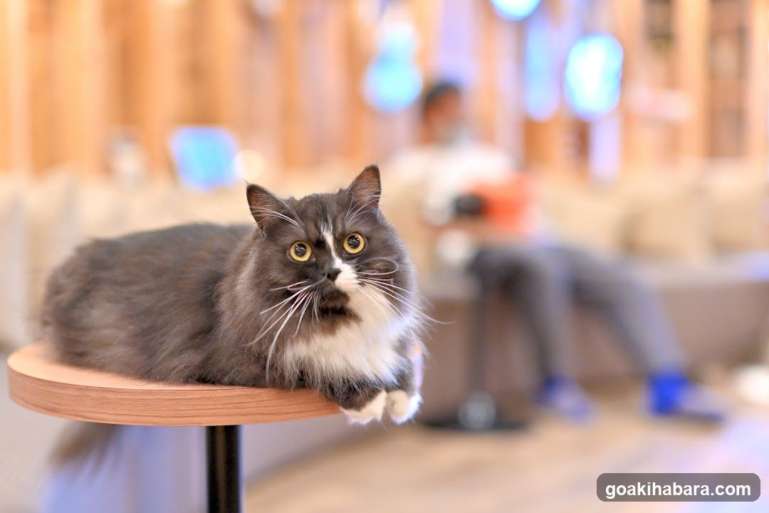 Cat Cafe MOCHA Akihabara