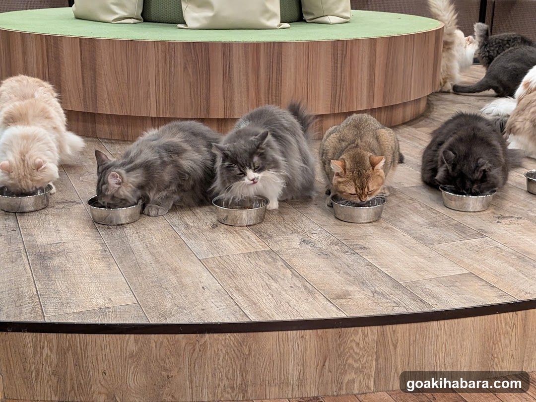 Cat Cafe MOCHA Akihabara