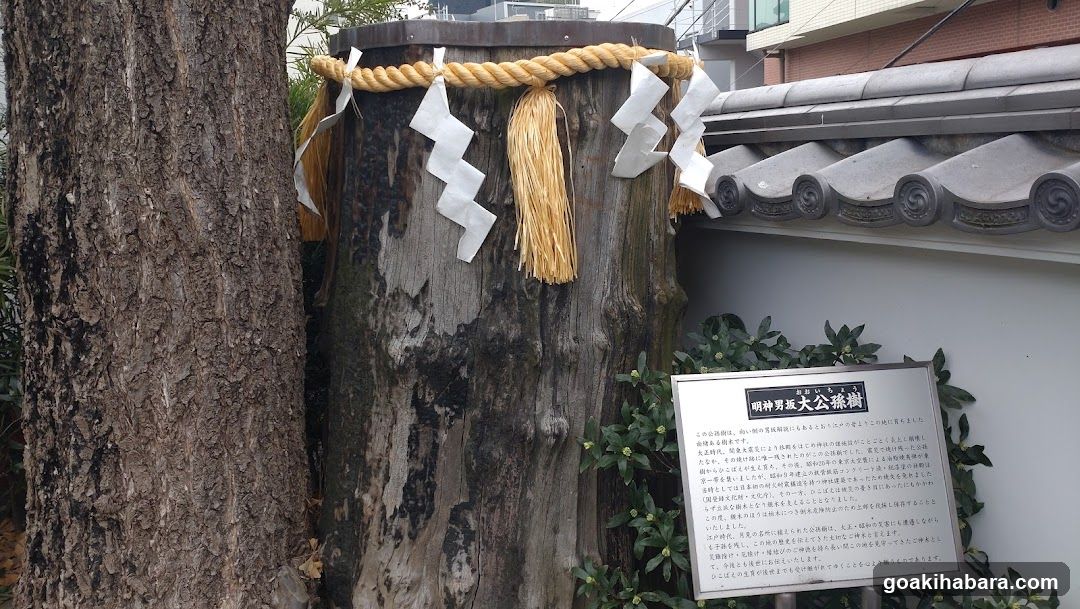 明神男坂大公孫樹