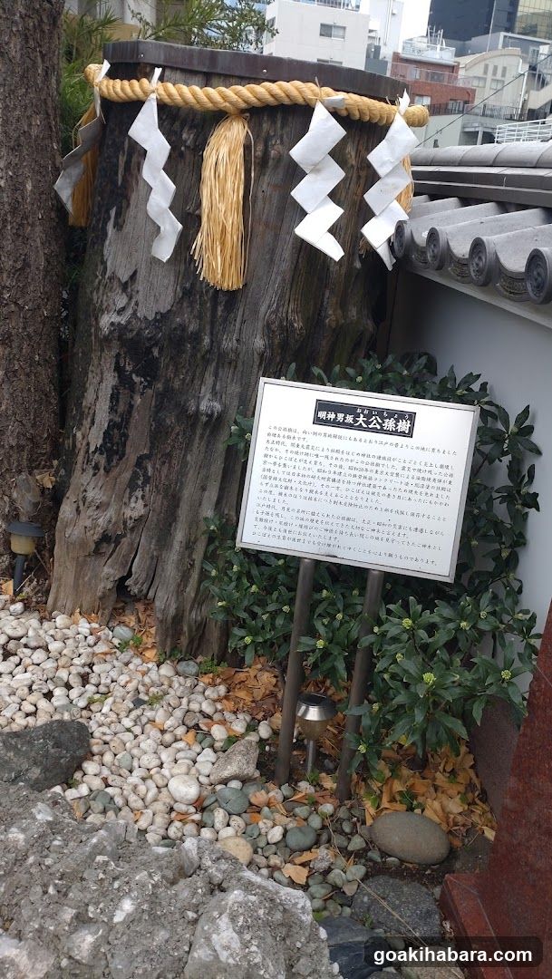明神男坂大公孫樹