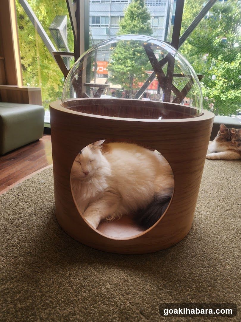 Cat in a wooden dome bed