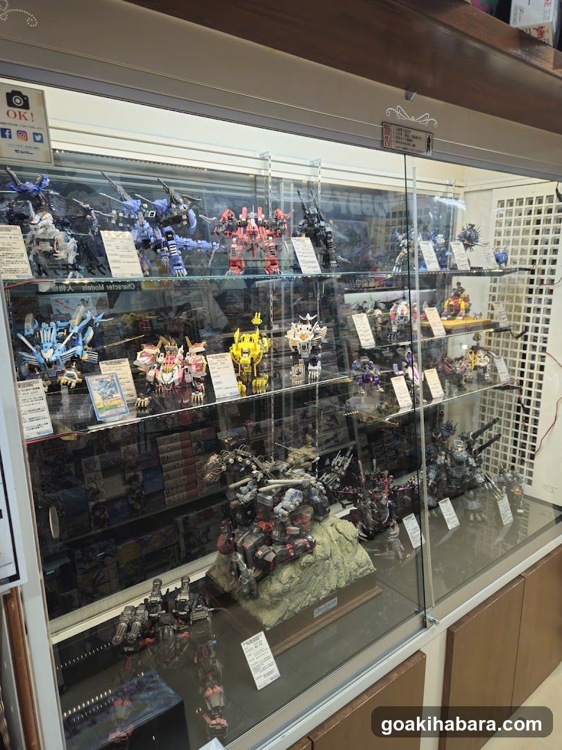 Model Display Case