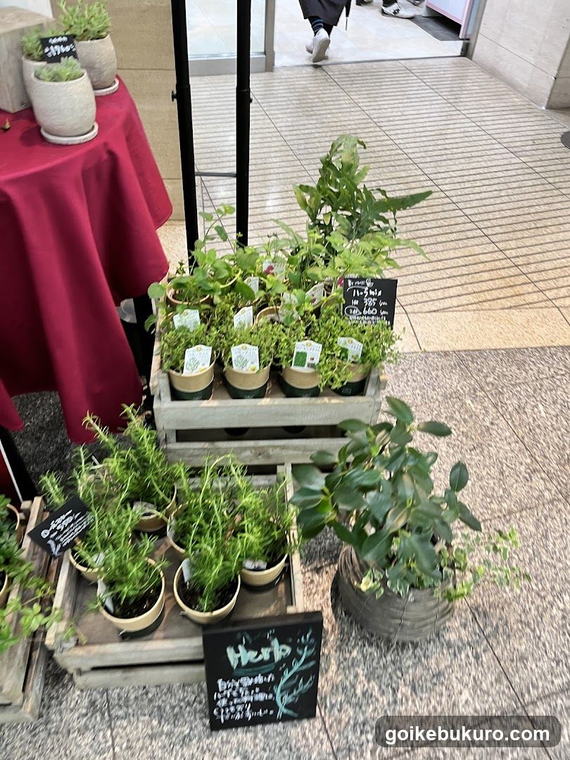 Herb Display