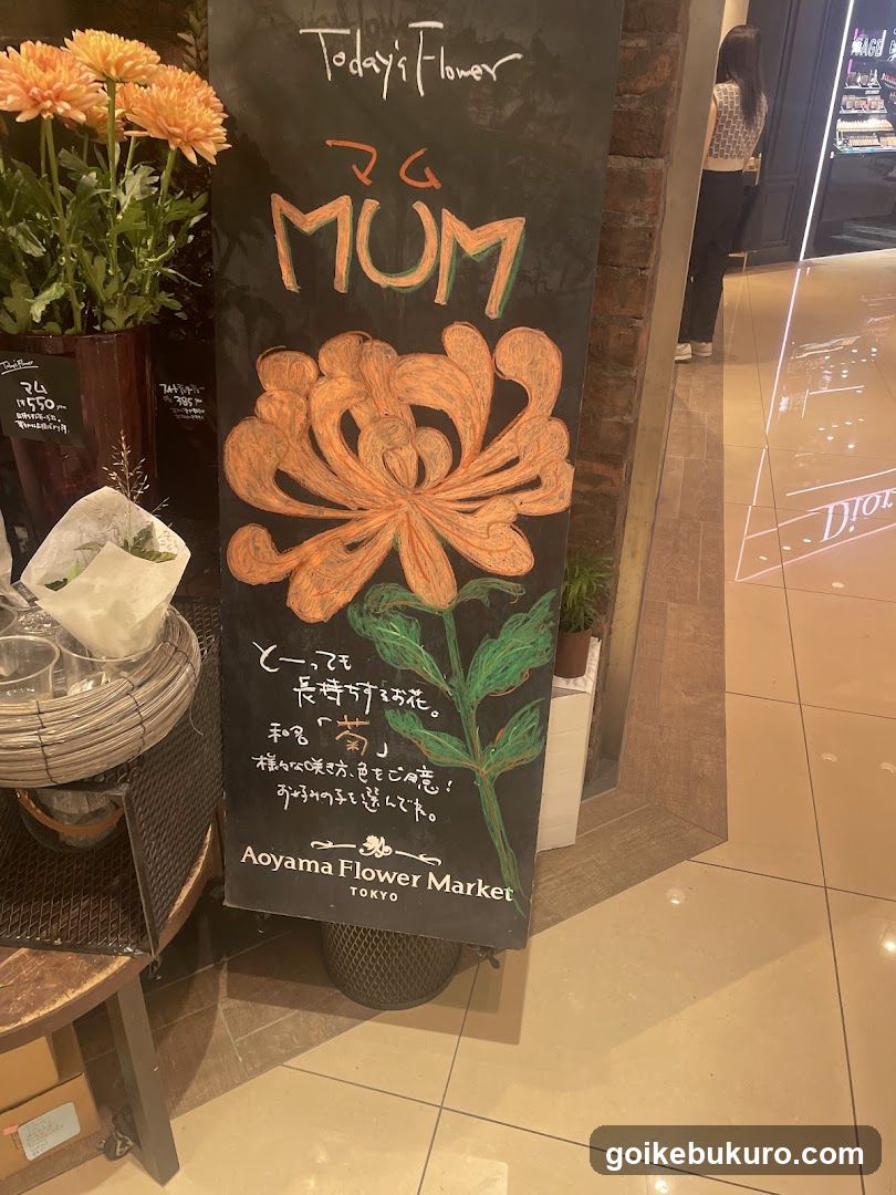 Aoyama Flower Market Mum Display