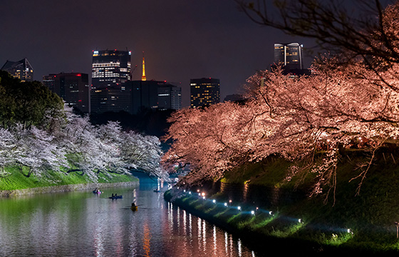 Chiyoda Cherry Blossom Festival