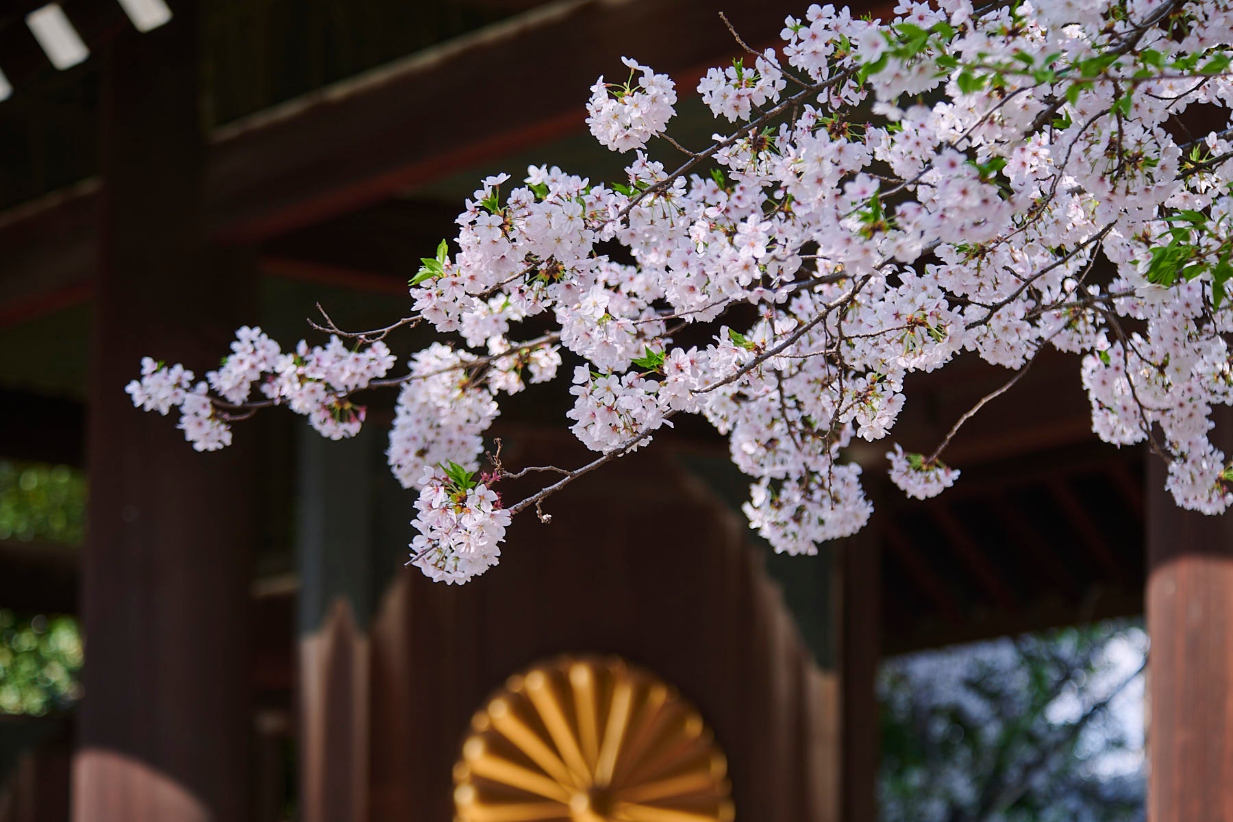 Yasukuni Shrine Dedicated Grand Sumo